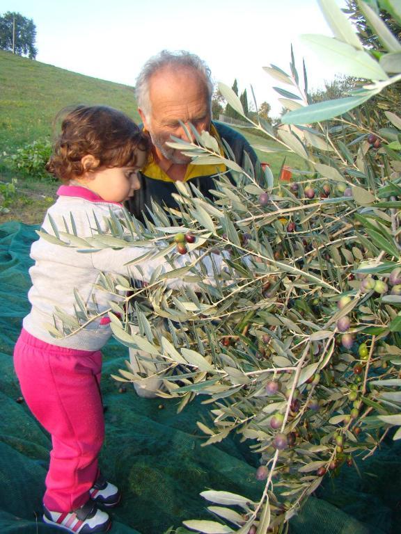 Agriturismo Vecchio Gelso Ortezzano Екстериор снимка